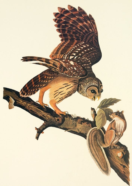 Picture of BARRED OWL