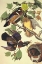 Picture of SUMMER OR WOOD DUCK