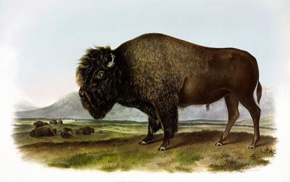 Picture of AMERICAN BISON OR BUFFALO