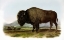 Picture of AMERICAN BISON OR BUFFALO