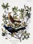 Picture of BOAT TAILED GRACKLE - MALE AND FEMALE