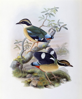 Picture of BENGAL PITTA
