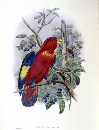 Picture of BLUE-THIGHED LORY
