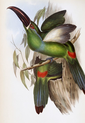 Picture of CHESTNUT-BILLED GROOVE-BILL (TOUCAN)