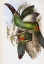 Picture of CHESTNUT-BILLED GROOVE-BILL (TOUCAN)