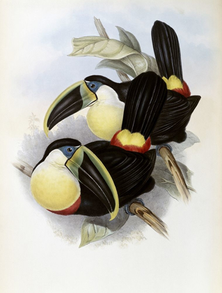 Picture of CITRON-BRESTED TOUCAN