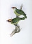 Picture of FRANKLINS BARBET