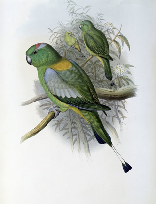 Picture of RACKET-TAILED PARROT