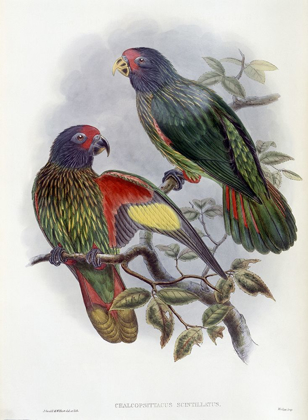 Picture of RED-FRONTED LORY
