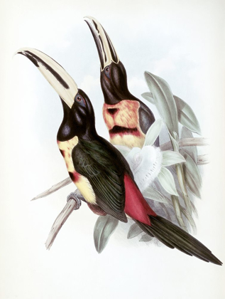 Picture of RED-RUMPED ARACARI (TOUCAN)