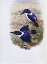 Picture of WHITE-BACKED KINGFISHER
