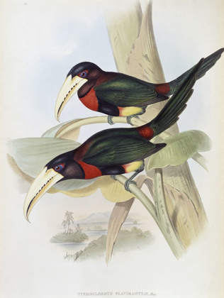 Picture of YELLOW-BILLED ARACARI (TOUCAN)