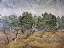 Picture of OLIVE ORCHARD, VIOLET SOIL