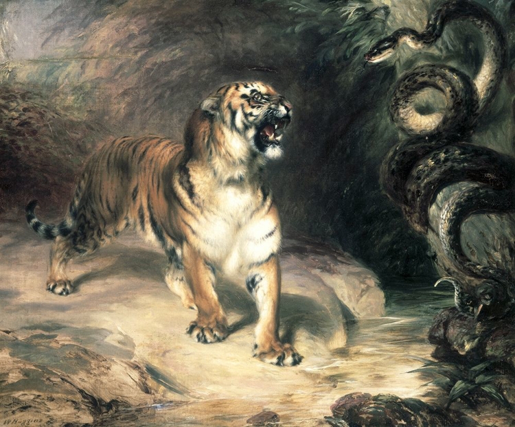 Picture of TIGER CONFRONTING A SNAKE BY A STREAM