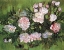 Picture of PINK ROSES
