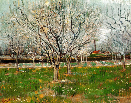 Picture of PLUM TREES IN BLOSSOM
