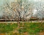 Picture of PLUM TREES IN BLOSSOM