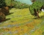 Picture of SUNNY LAWN IN PUBLIC PARK