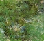 Picture of CLUMPS OF GRASS 1889