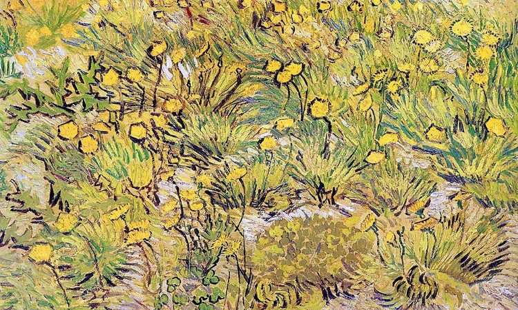 Picture of FIELD OF YELLOW FLOWERS