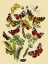 Picture of MOTHS: N. PLANTAGINIS, A. PURPUREA, ET AL.