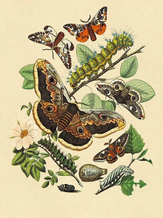 Picture of MOTHS: E. VERSICOLORA, S. PYRI, S. CARPINI