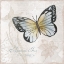 Picture of POSTCARD BUTTERFLY IV