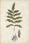 Picture of FERN BOTANICAL III