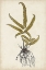 Picture of FERN BOTANICAL VI