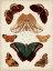 Picture of BUTTERFLIES DISPLAYED II
