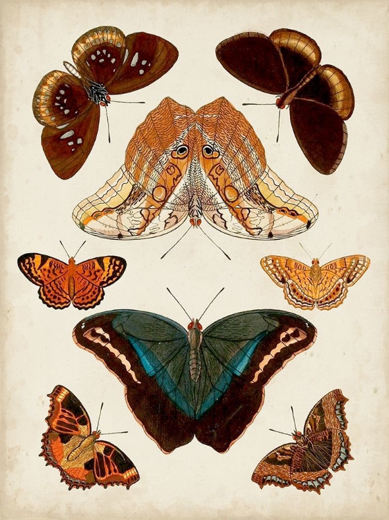 Picture of BUTTERFLIES DISPLAYED II