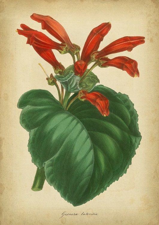 Picture of VERMILLION BLOOMS I