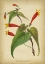 Picture of VERMILLION BLOOMS IV