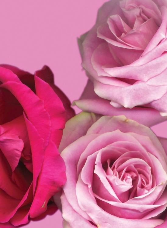 Picture of PINK RED ROSES