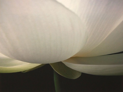 Picture of LOTUS STEM