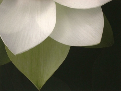 Picture of LOTUS CLOSEUP II