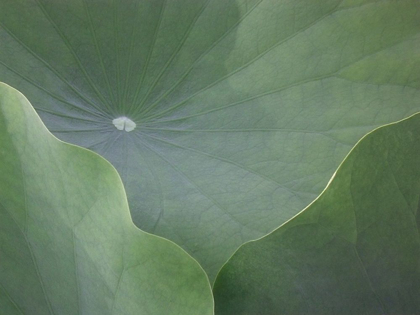 Picture of LOTUS LEAVES