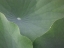 Picture of LOTUS LEAVES