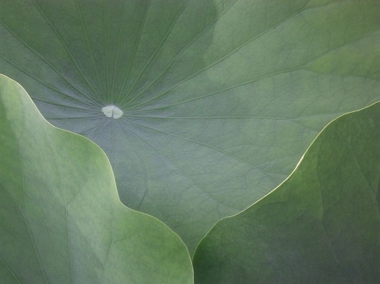 Picture of LOTUS LEAVES