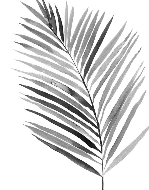 Picture of BW PALM IV
