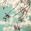 Picture of WHITE BLOSSOMS