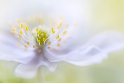 Picture of DISHER - ANEMONE BEAUTY