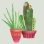 Picture of SUCCULENT SYMPHONY IV CLEAN