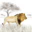 Picture of SERENGETI LION SQUARE