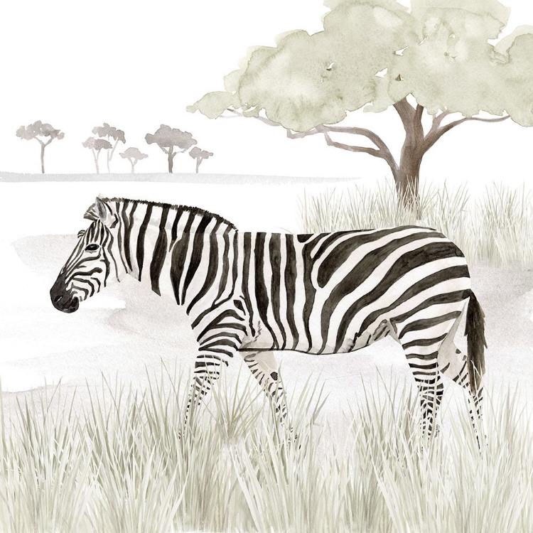 Picture of SERENGETI ZEBRA SQUARE