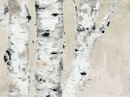Picture of BIRCH TREE CLOSE UP NEUTRAL