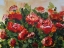 Picture of RED POPPIES GARDEN