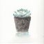 Picture of WATERCOLOR CACTUS STILL LIFE I