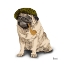 Picture of PUGS IN HATS II