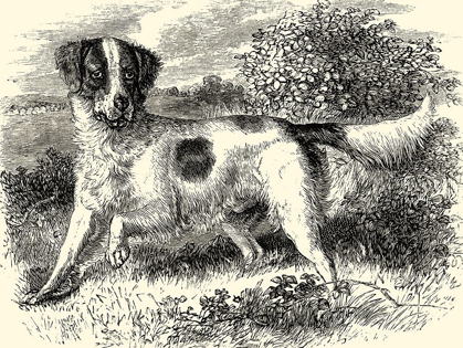 Picture of ENGLISH SETTER